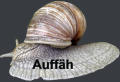 Auffäh