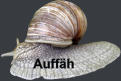Auffäh