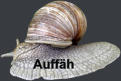 Auffäh