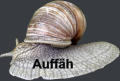 Auffäh