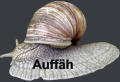 Auffäh