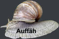 Auffäh