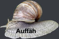 Auffäh