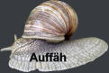 Auffäh